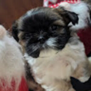 Meet your Posher, Maria